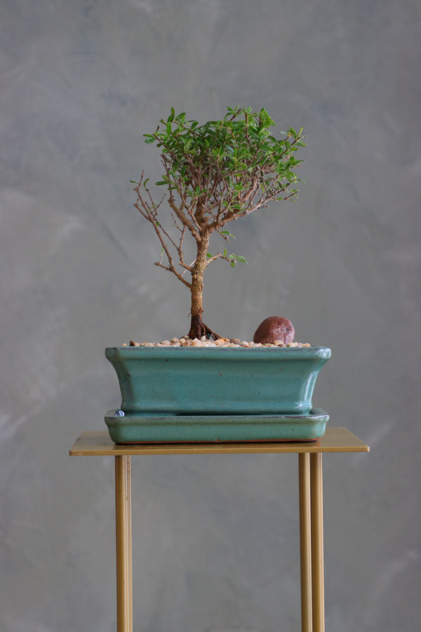 Bahama Berry bonsai in a sleek ceramic pot with delicate green leaves, placed on a modern stand. Available for delivery in Ottawa.