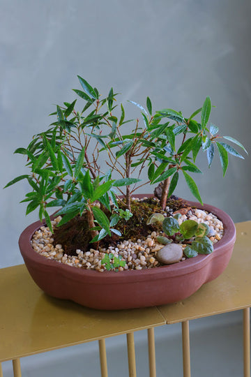 Ficus Nerifolia Forest