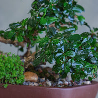 Fukien Tea Forest