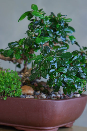 Fukien Tea Forest