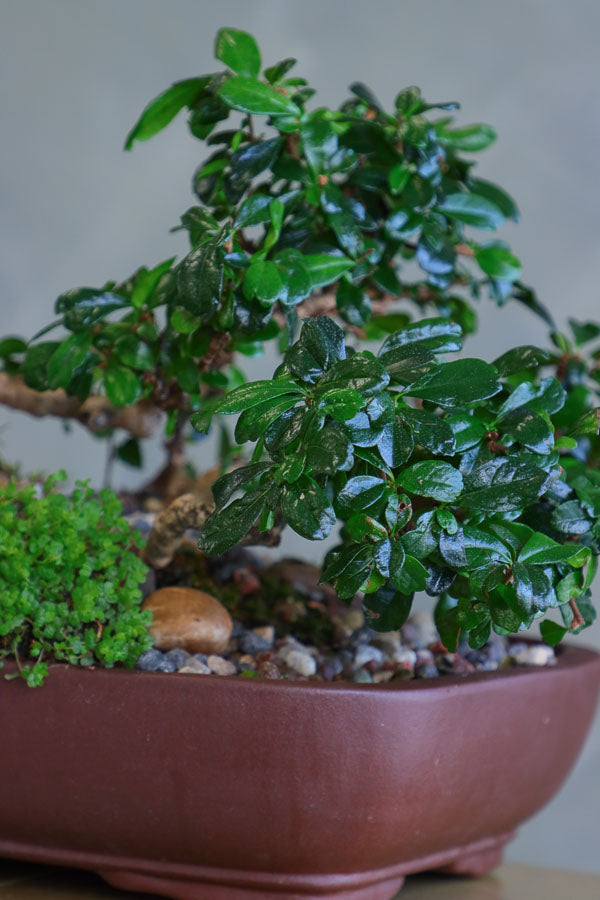 Fukien Tea Forest