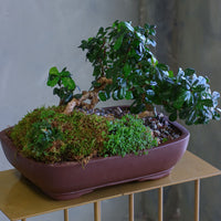 Fukien Tea Forest