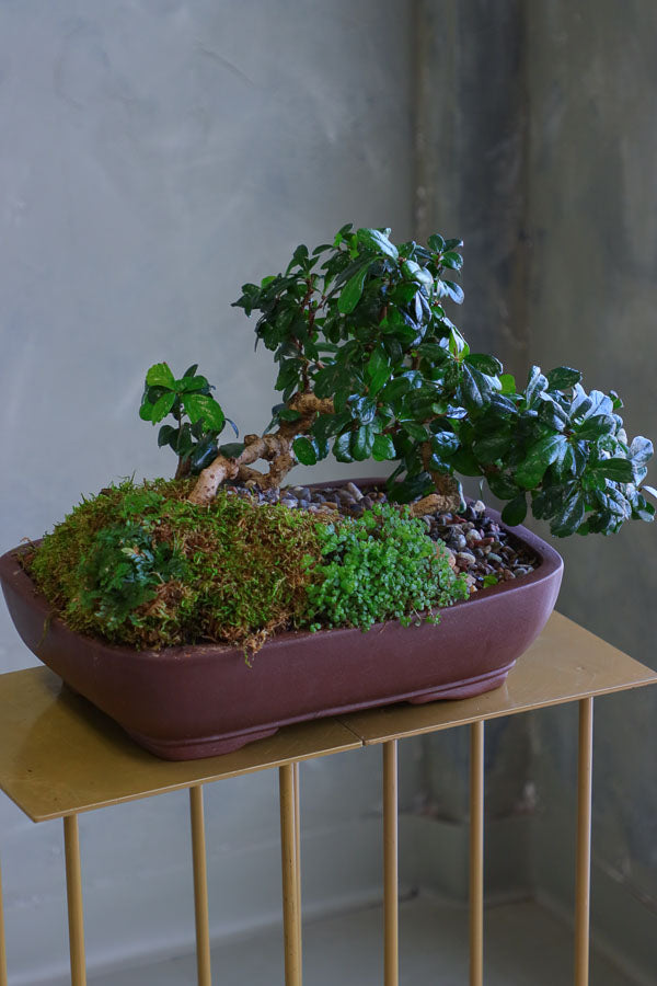 Fukien Tea Forest