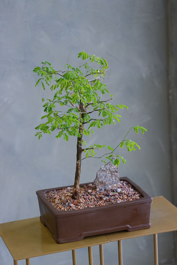 Elegant bonsai arrangement with lush green foliage and a natural stone accent, set in a classic ceramic pot – available for delivery in Ottawa.