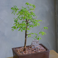 Elegant bonsai arrangement with lush green foliage and a natural stone accent, set in a classic ceramic pot – available for delivery in Ottawa.