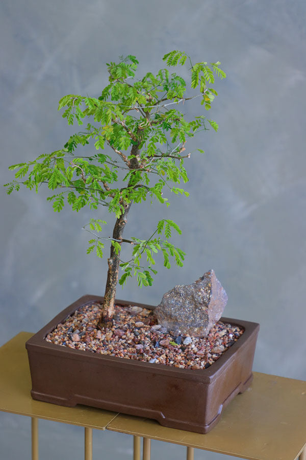 Elegant bonsai arrangement with lush green foliage and a natural stone accent, set in a classic ceramic pot – available for delivery in Ottawa.