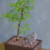 Elegant bonsai arrangement with lush green foliage and a natural stone accent, set in a classic ceramic pot – available for delivery in Ottawa.