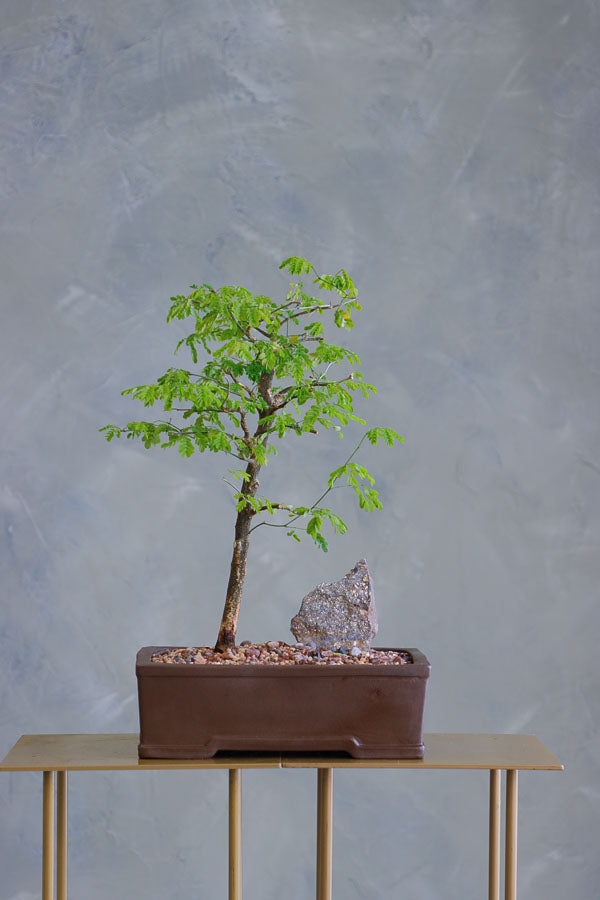 Elegant bonsai arrangement with lush green foliage and a natural stone accent, set in a classic ceramic pot – available for delivery in Ottawa.