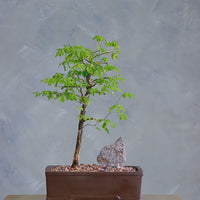 Elegant bonsai arrangement with lush green foliage and a natural stone accent, set in a classic ceramic pot – available for delivery in Ottawa.