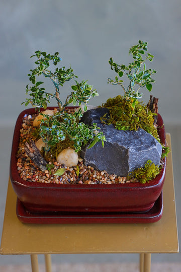 Elegant bonsai and rock garden in a red ceramic pot with moss and pebbles, available for delivery in Ottawa.