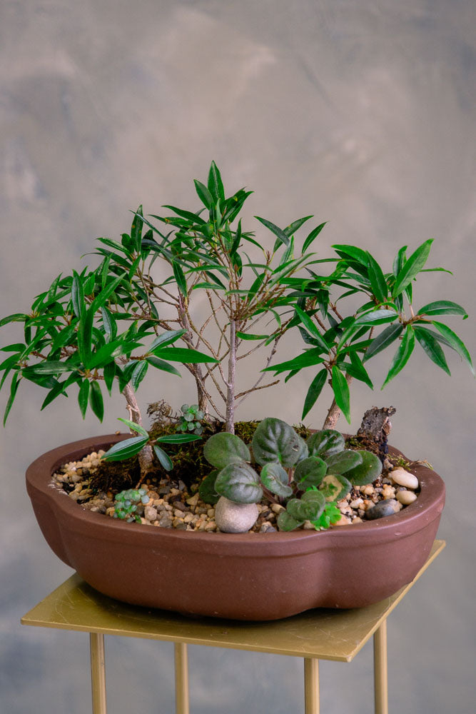 Ficus Nerifolia Forest - Willow Leaf Forest