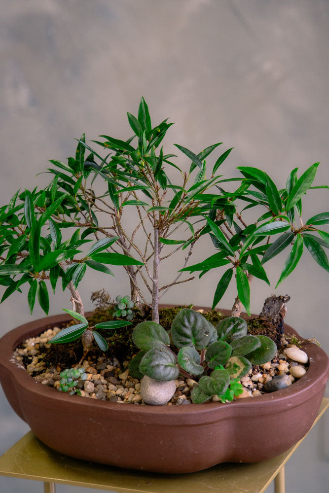 Ficus Nerifolia Forest - Willow Leaf Forest