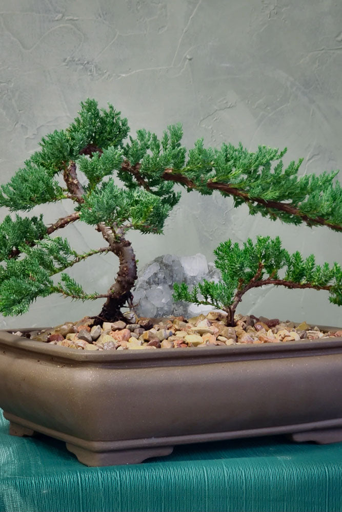 bonsai tree date night Bonsai Forest Workshop in Ottawa
