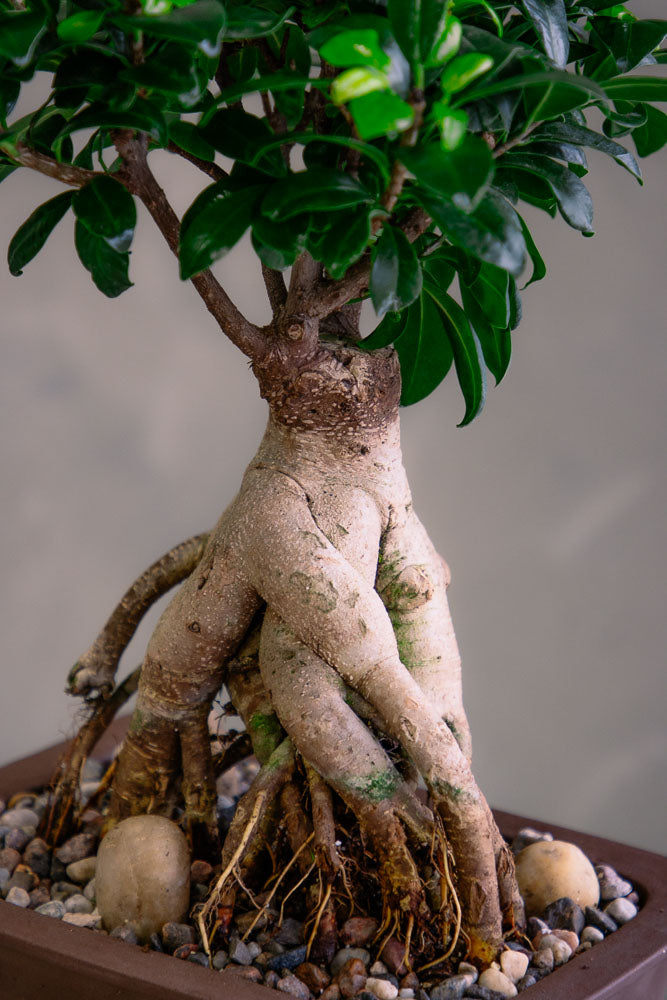 ginger root bonsai tree Gorgeous Ginseng
