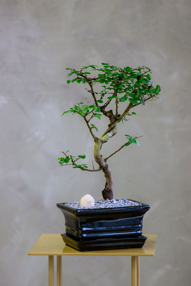 Chinese Elm Bonsai