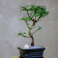 Chinese Elm Bonsai