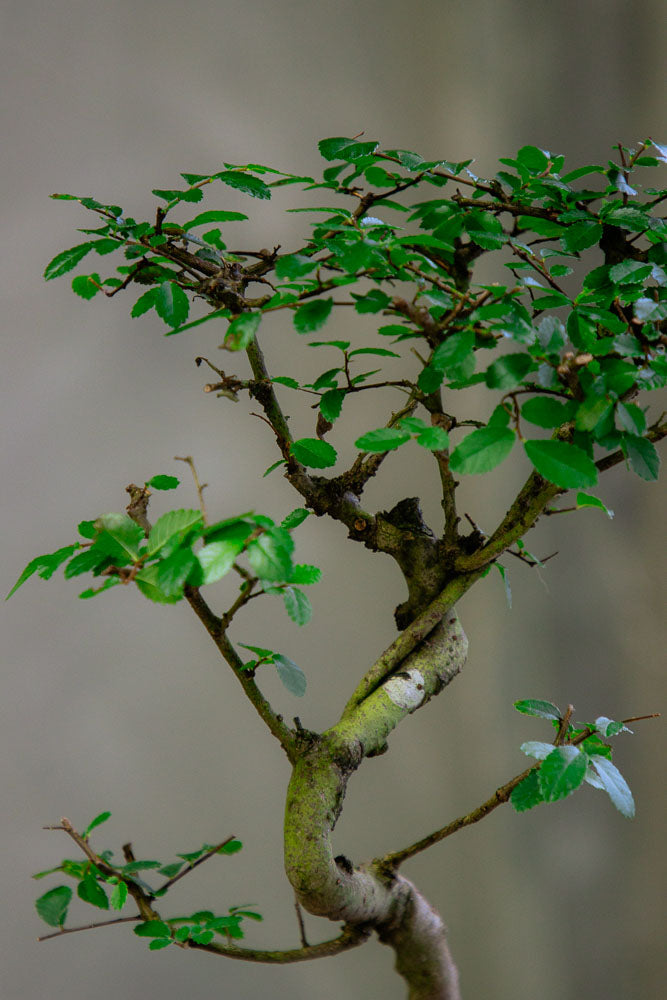 Chinese Elm Bonsai