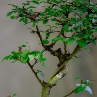 Chinese Elm Bonsai