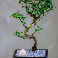 Chinese Elm Bonsai