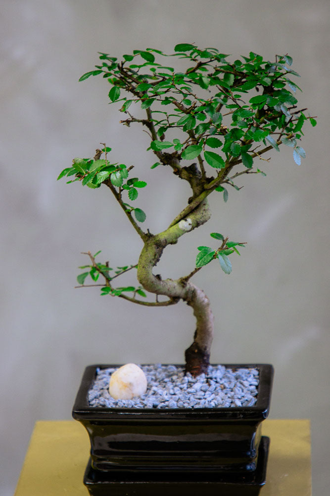 Chinese Elm Bonsai