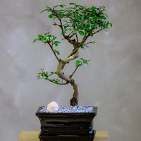 Chinese Elm Bonsai