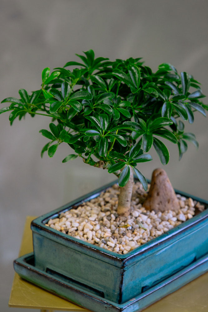 Dwarf Umbrella Tree | Schefflera Arboricola