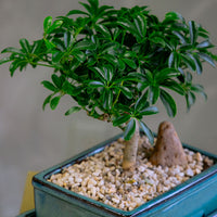 Dwarf Umbrella Tree | Schefflera Arboricola