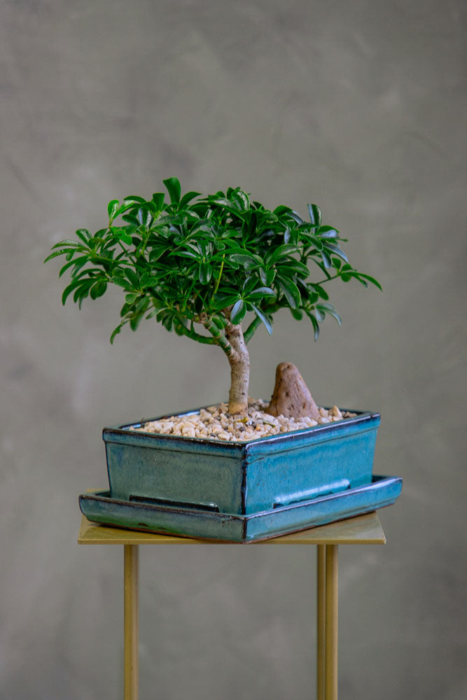 Dwarf Umbrella Tree | Schefflera Arboricola