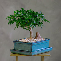 Dwarf Umbrella Tree | Schefflera Arboricola