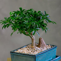 Dwarf Umbrella Tree