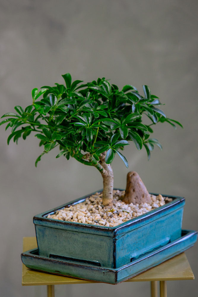 Dwarf Umbrella Tree