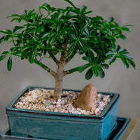 Dwarf Umbrella Tree