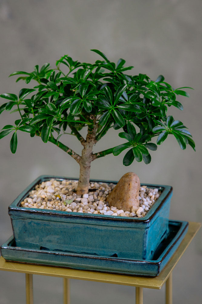 Dwarf Umbrella Tree