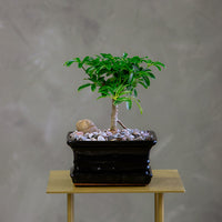 Dwarf Umbrella Tree | Schefflera Arboricola