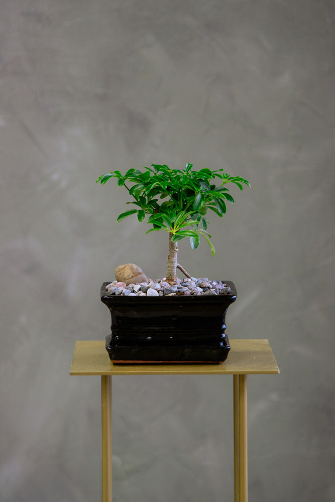 Dwarf Umbrella Tree | Schefflera Arboricola