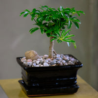 Dwarf Umbrella Tree | Schefflera Arboricola