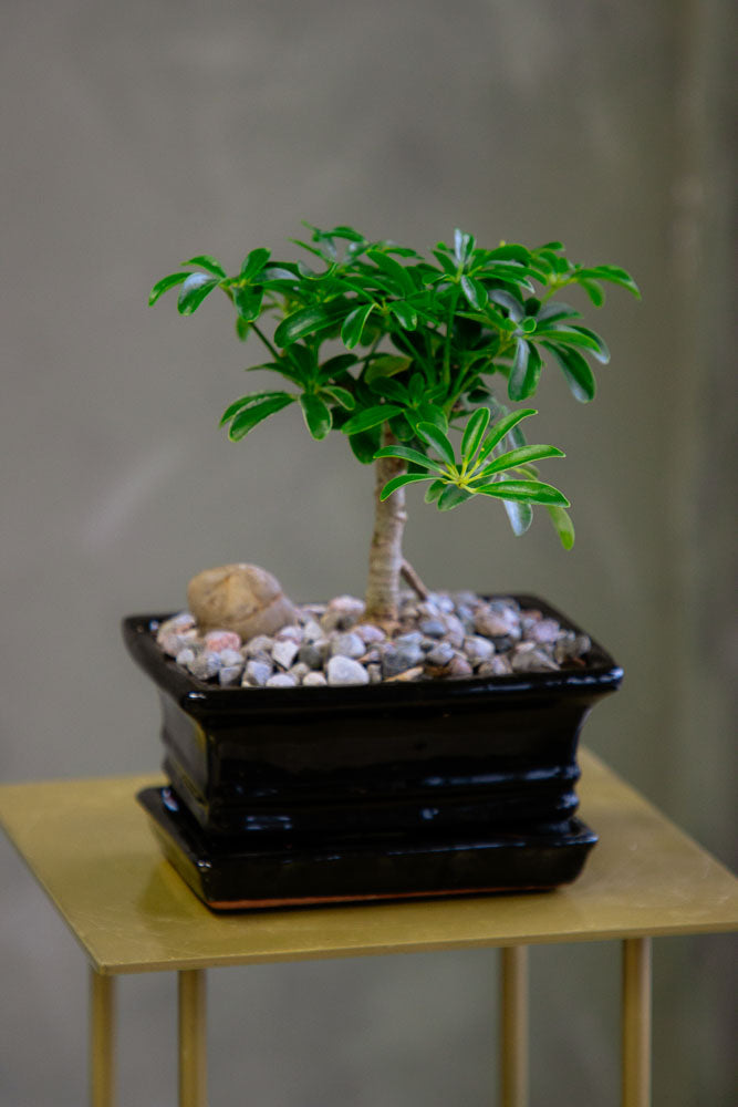 Dwarf Umbrella Tree | Schefflera Arboricola