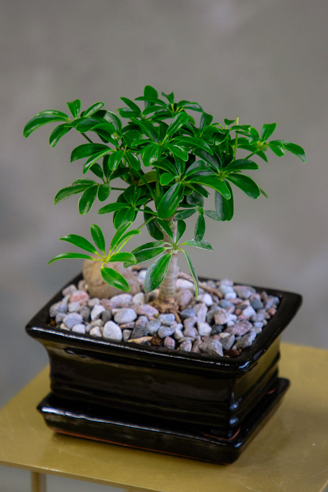 Dwarf Umbrella Tree | Schefflera Arboricola