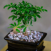 Dwarf Umbrella Tree | Schefflera Arboricola