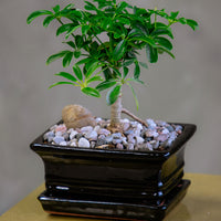 Dwarf Umbrella Tree