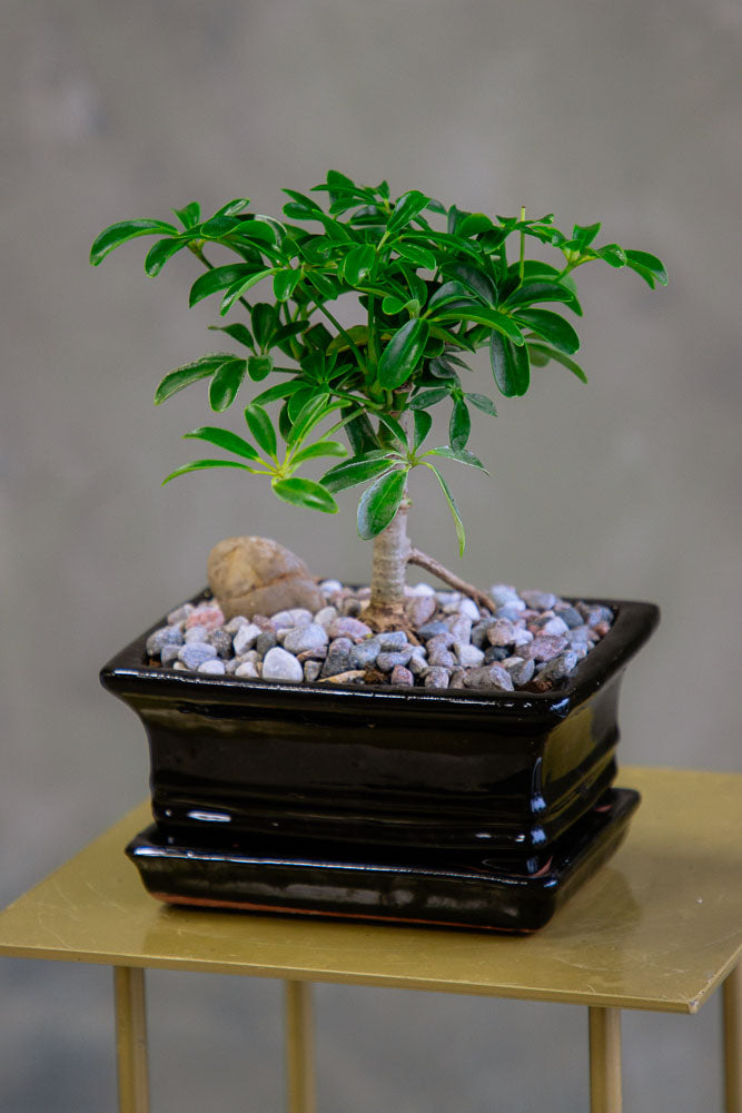 Dwarf Umbrella Tree