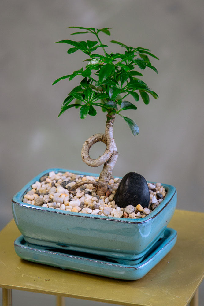 Dwarf Umbrella Tree