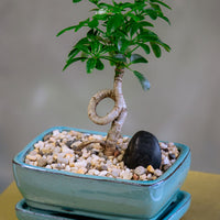 Dwarf Umbrella Tree