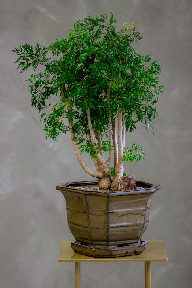 Large Ming Aralia Bonsai