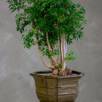 Large Ming Aralia Bonsai