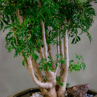 Large Ming Aralia Bonsai