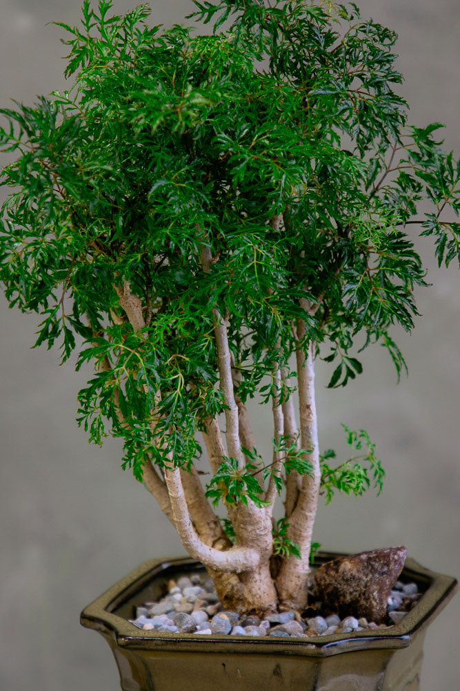 Large Ming Aralia Bonsai