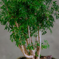 Large Ming Aralia Bonsai