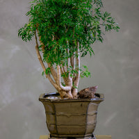 Large Ming Aralia Bonsai