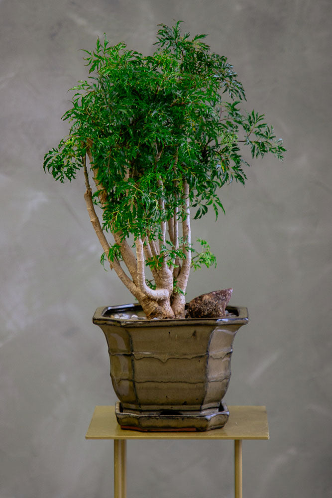 Large Ming Aralia Bonsai